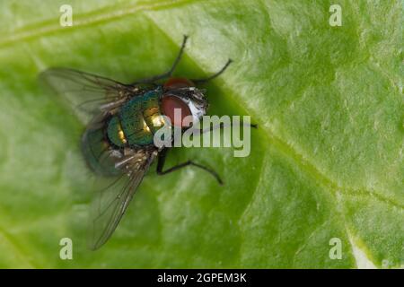 green bottle sitting on a leaf Stock Photo