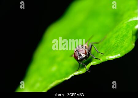 Macro house fly musca domestica in nature Stock Photo