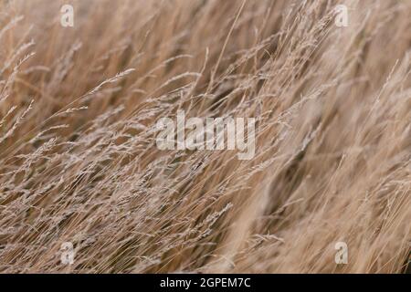 Wild dry grass in the autumn meadow Stock Photo