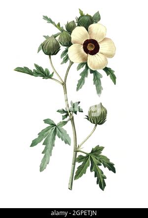 Stundenblume, Hibiscus trionum, auch Stunden-Roseneibisch, Einjähriger Stundeneibisch oder Stundenröslein  /  Hibiscus trionum, commonly called flower-of-an-hour, bladder hibiscus, bladder ketmia, bladder weed, modesty, puarangi, shoofly, and venice mallow, Digital aufbereitete Reproduktion einer Aquarellzeichnung aus dem Jahre 1827, von P.J.Redoue, Kupfertafel  /  Digitally processed reproduction of a watercolor drawing from 1827, by P.J. Redoue, copper plate, Originaldatum unbekannt Stock Photo