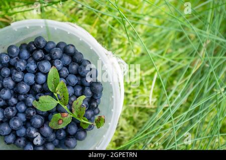 Blueberries in a plastic container, which stands in the grass, in the forest. Harvest Vaccinium myrtillus. Copy space. Top view.  Stock Photo