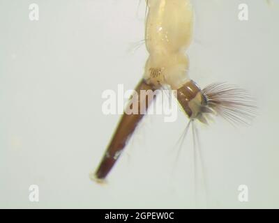 Mosquito larvae under the microscope Stock Photo - Alamy