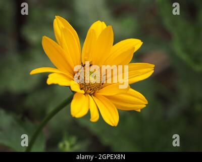 Helianthus tuberosus, yellow flower, close up. Jerusalem artichoke, called as sunroot, sunchoke, wild sunflower, topinambur. Aster family, Asteraceae. Stock Photo