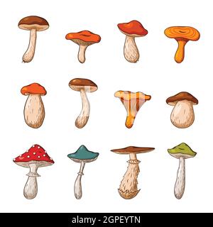 Forest Mushroom Big Set. Hand drawn edible and poisonous mushrooms Collection. Vector illustration for logo, menu, print, sticker, package design and decoration. Premium Vector Stock Vector