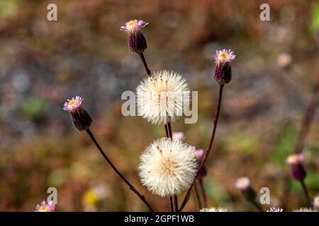 Erigeron acris otherwise known as blue fleabane a wildflower plant with a purple summertime flower which is found on dry grassland and in walls in Eng Stock Photo