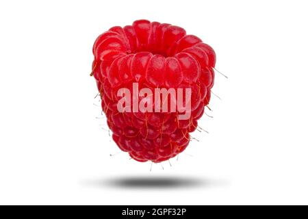 Single raspberry fruit close up isolated on white with a shadow. Healthy natural diet concept Stock Photo