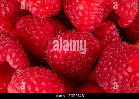 Tasty red raspberries close up macro of fruit as a background Stock Photo