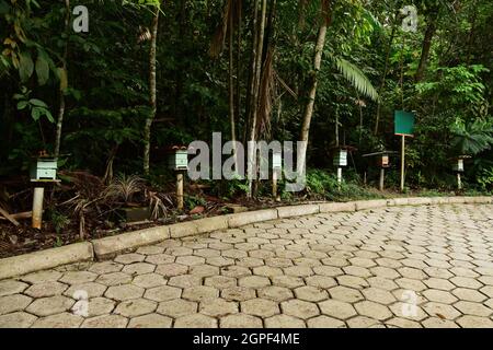 Wooden beehives and stingless bees or Trigona spinipes in apiary in Manaus, Brasil. Beekeeping or apiculture concept Stock Photo