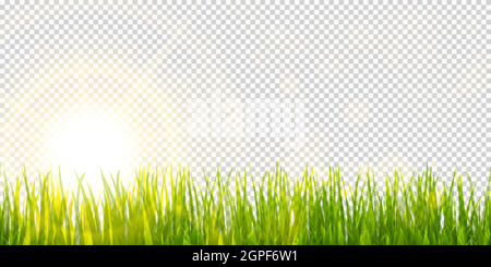 spring grass and sunlight panorama background Stock Vector