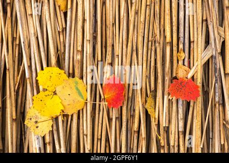 Colorful autumn leaves on reed Stock Photo