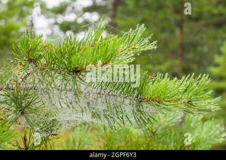 Spider web at a pine branch with morning dew Stock Photo