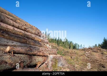 Felled trees in a stack on a clearcutting area Stock Photo