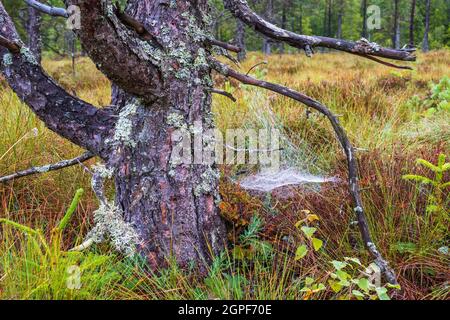 Old tree trunk on a bog with spider web Stock Photo