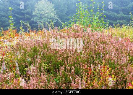 Heather flowers in autumn colors Stock Photo