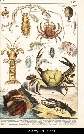 European crayfish, Astacus astacus c, hermit crab, Pagurus bernhardus f, purple land crab, Gecarcinus ruricola g, European spider crab, Maja squinado h, mantis shrimp, Squilla mantis k, and other crustaceans. Chromolithograph from Gotthilf Heinrich von Schubert's Natural History of Animal Kingdoms for School and Home (Naturgeschichte des Tierreichs fur Schule und Haus), Schreiber, Munich, 1886. Stock Photo