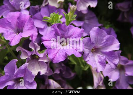 Purple petunia blossoms in the garden background in summer in Lithuania Stock Photo