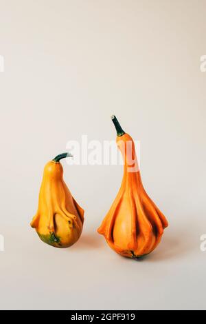 Two decorative pumpkins on light neutral background. Thanksgiving concept. Front view. Stock Photo