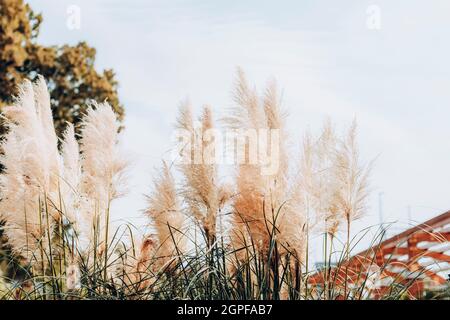 Pampas grass on light blue sky background. Stock Photo