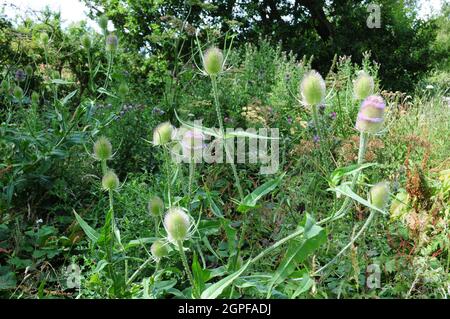 Teazels  (Dipsacus fullonum.) Stock Photo