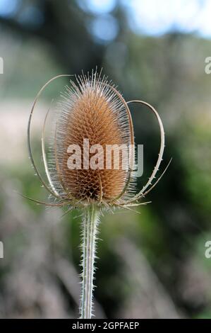 Close up of Teazel head.  Dipsacus fullonum. Stock Photo