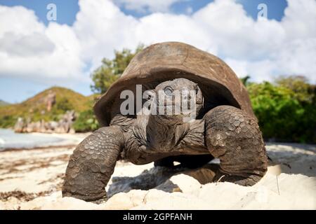 Aldabra giant tortoise on sand beach. Close-up view of turtle in Seychelles. Stock Photo