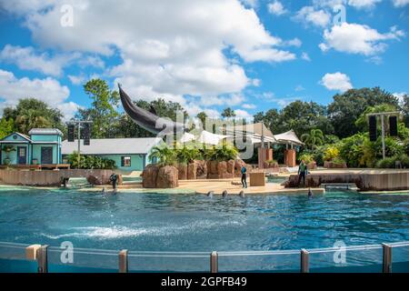 Orlando, Florida. September 28, 2021. Dolphin jumping at Seaworld (59) Stock Photo