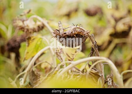 ripe sunflower on the field in autumn Stock Photo