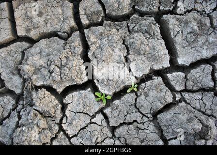 Dry gray cracked ground, with small plants, first green leaves growing through, natural background, top view Stock Photo