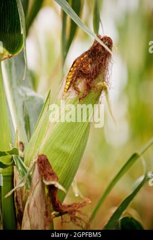 ripe corn in the field Stock Photo