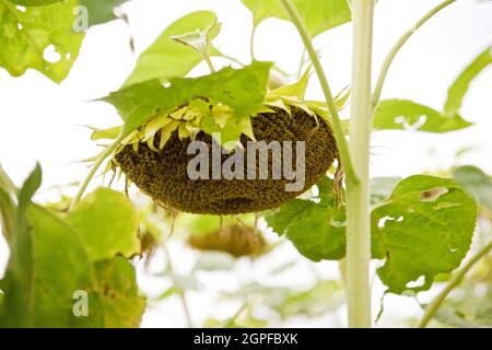 ripe sunflower on the field in autumn Stock Photo