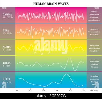 Human Brain Waves Diagram in Rainbow Colors with Explanations - Alpha Beta Gamma Theta Delta Frequencies Stock Vector
