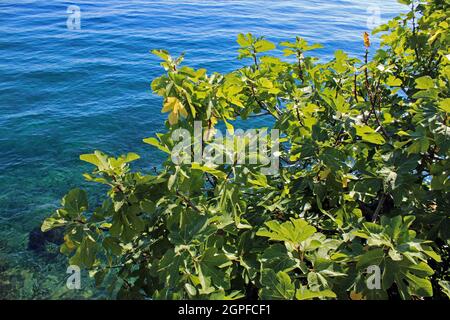 Lovran's coast, fig tree by the sea, Adriatic coast, Kvarner bay, city details, Croatia Stock Photo