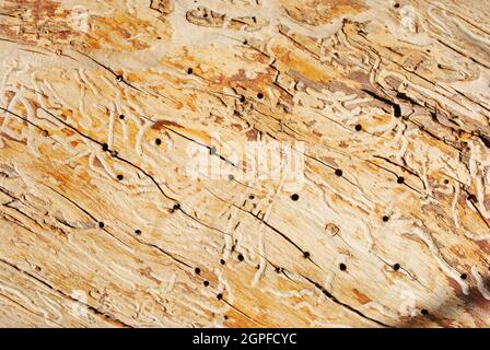 Old cracked tree trunk with holes from termites, natural background, close up texture macro detail Stock Photo