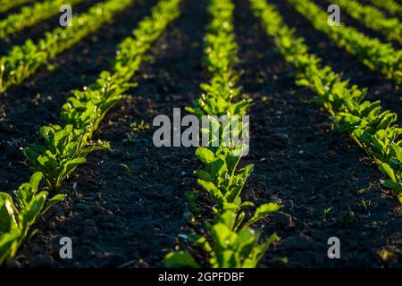 Straight rows of sugar beets growing in a soil in perspective on an agricultural field. Sugar beet cultivation. Young shoots of sugar beet Stock Photo