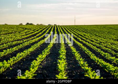 Straight rows of sugar beets growing in a soil in perspective on an agricultural field. Sugar beet cultivation. Young shoots of sugar beet Stock Photo