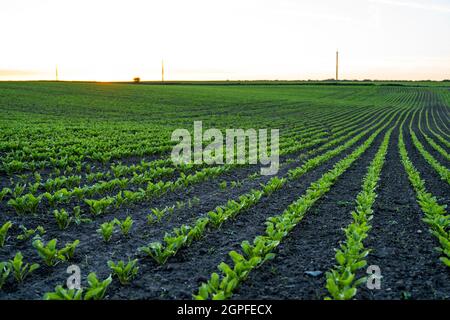 Straight rows of sugar beets growing in a soil in perspective on an agricultural field. Sugar beet cultivation. Young shoots of sugar beet Stock Photo