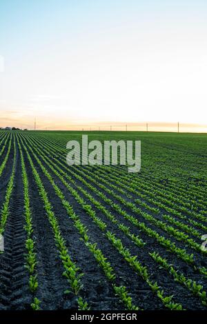 Straight rows of sugar beets growing in a soil in perspective on an agricultural field. Sugar beet cultivation. Young shoots of sugar beet Stock Photo