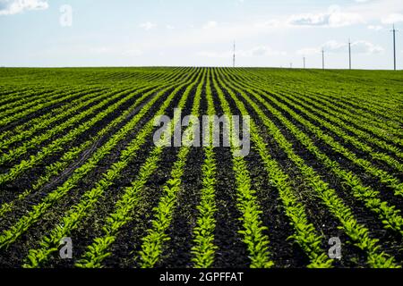 Straight rows of sugar beets growing in a soil in perspective on an agricultural field. Sugar beet cultivation. Young shoots of sugar beet Stock Photo