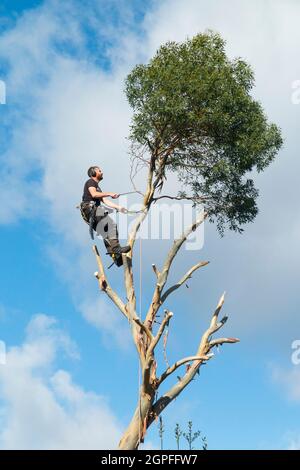Tree Surgeon, working with ropes, sawing and cutting the branches off a Eucalyptus specimen as the tree is completely removed. UK. England (127) Stock Photo