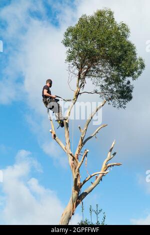 Tree Surgeon, working with ropes, sawing and cutting the branches off a Eucalyptus specimen as the tree is completely removed. UK. England (127) Stock Photo