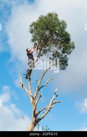 Tree Surgeon, working with ropes, sawing and cutting the branches off a Eucalyptus specimen as the tree is completely removed. UK. England (127) Stock Photo