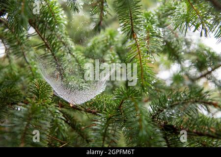 Spiderweb with dewdrops in evergreen tree Stock Photo
