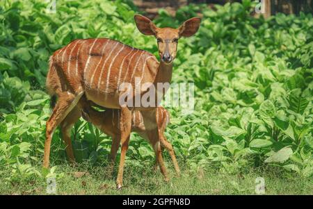 Female Nyala antelope (Tragelaphus angasii) with young lamb Stock Photo