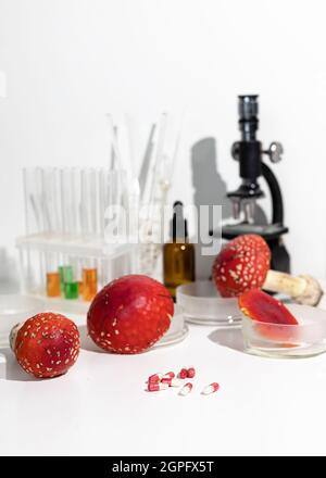 Fly agaric mushrooms in laboratory. Harvesting amanita for the manufacture of medicines. Amanita microdosing is the use of dried mushrooms in an ultra Stock Photo