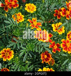 Orange blooming marigold, tagetes Stock Photo