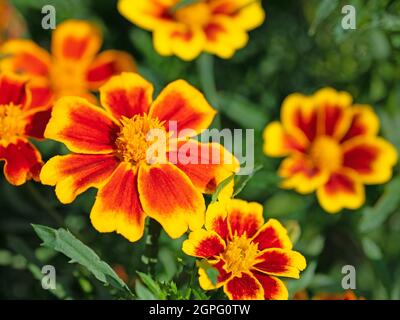 Orange blooming marigold, tagetes, close-up Stock Photo