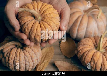 Man hold a futsu black japanese pumpkin over a table full of various kind of pumpkins Stock Photo
