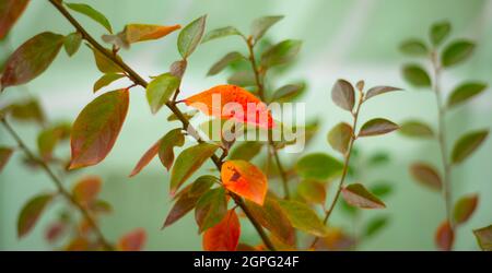 Autumn branches with yellow and green leaves on a light background. Stock Photo