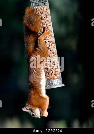 Red squirrel (Sciurus vulgaris) eating a peanut, hanging upside down from a bird feeder, Isle of Arran, Scotland Stock Photo