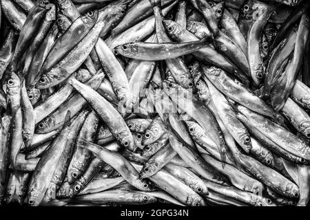 Fresh, raw sprats, Sprattus sprattus, caught in Lyme Bay Dorset. Sprats are a small, shoaling fish that are high in fish oils and often sold labelled Stock Photo